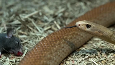 The Thailand Snake Statistics and Info Of Brown Snake