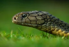 Snake on the Grass Thailand Snake Stories