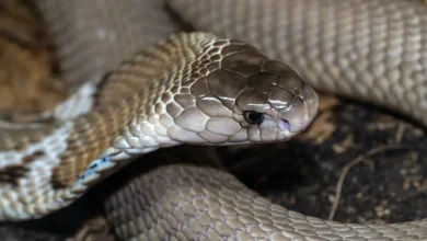 Close Up Image of Cobra Thailand Snake Superstition