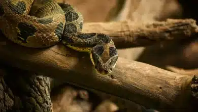 Black and Brown Snake Thailand Snakes