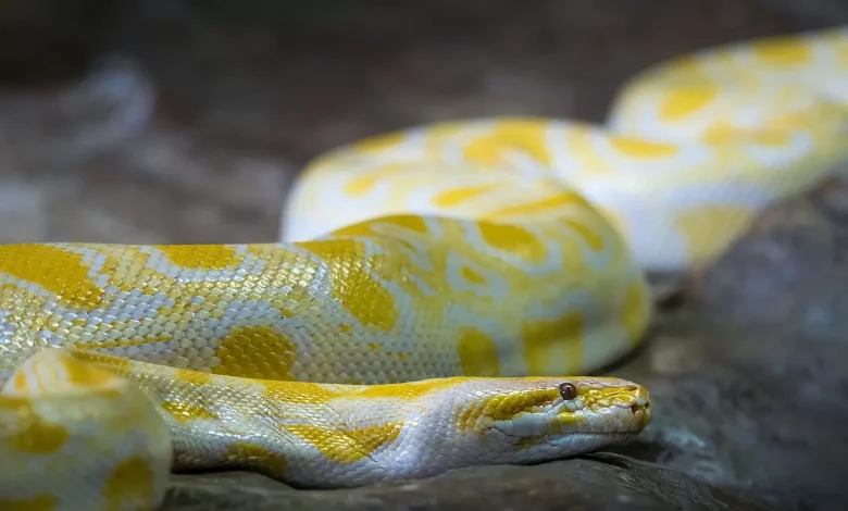 The Orange and White Thailand Snakes Data