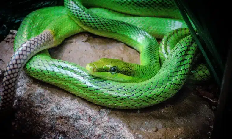 Green Snake on top of Rock Thailand Snakes Gallery