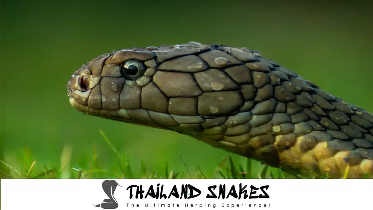 Thailand Snakes Information King Cobra
