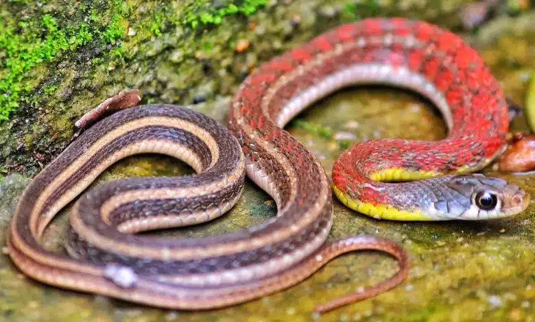 The Thailand Snakes in the Toilet Orange Snake