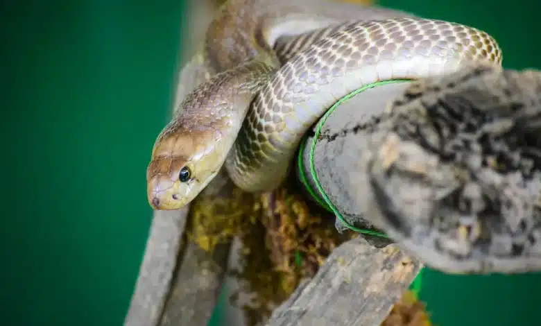 Snake on the Wooden Post Thailand Terrestrial Venomous Snakes