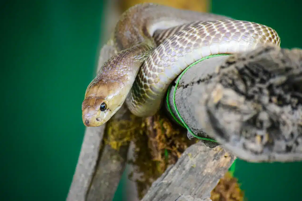 Thailand Terrestrial Venomous Snakes | Thailand Snakes