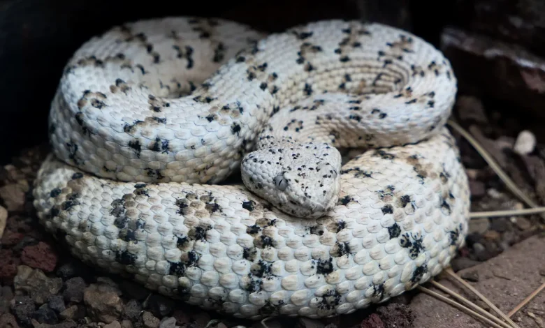 Thailand's Black and White Snakes