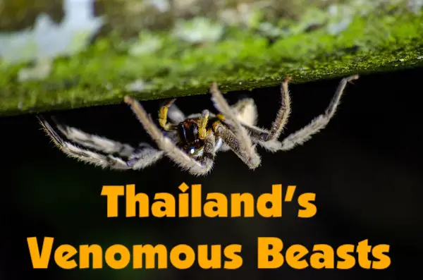 Thailand's venomous beasts - centipedes, scorpions, caterpillars, spiders, snakes, bugs.