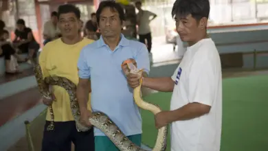 The Bangkok Snake Farm Handlers With A Snake