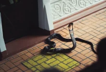 King Cobra on The Floor The Most Dangerous Snake Bite in Thailand