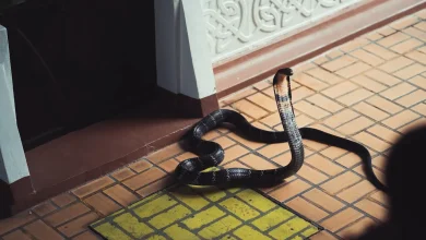 King Cobra on The Floor The Most Dangerous Snake Bite in Thailand