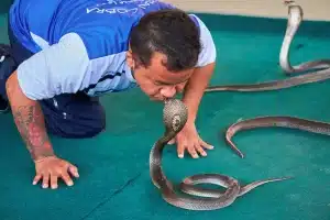 The Most Dangerous Snake Bite in Thailand King Cobra