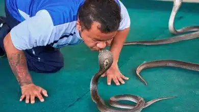 The Most Dangerous Snake Bite in Thailand King Cobra