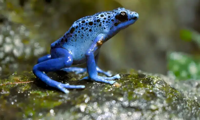 Blue Frog Threatened Thailand Reptiles and Amphibians