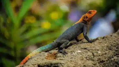 Tokay Geckos Fight Off a Golden Tree Snake