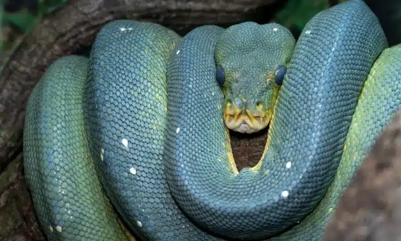 Green Snake Top 7 Snake YouTube Videos