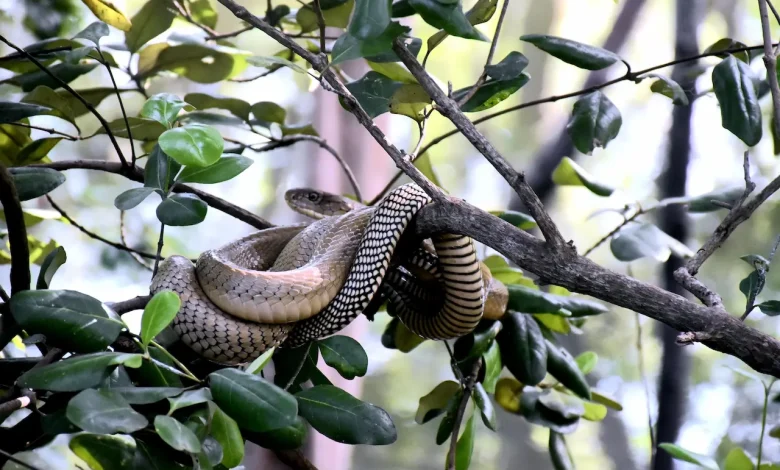 Tree Snakes on the Branch