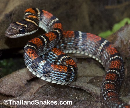 The Twin-barred Tree Snake (C. pelias) shows a beautiful banding pattern and change of color from orange on the dorsal side to blue on the lateral sides.