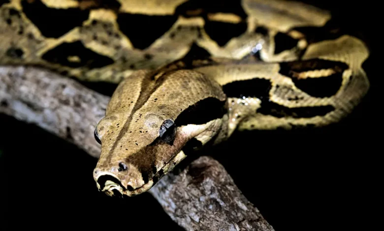 Brown- Black Snake Venom Toxicity Comparison of Thailand Snakes