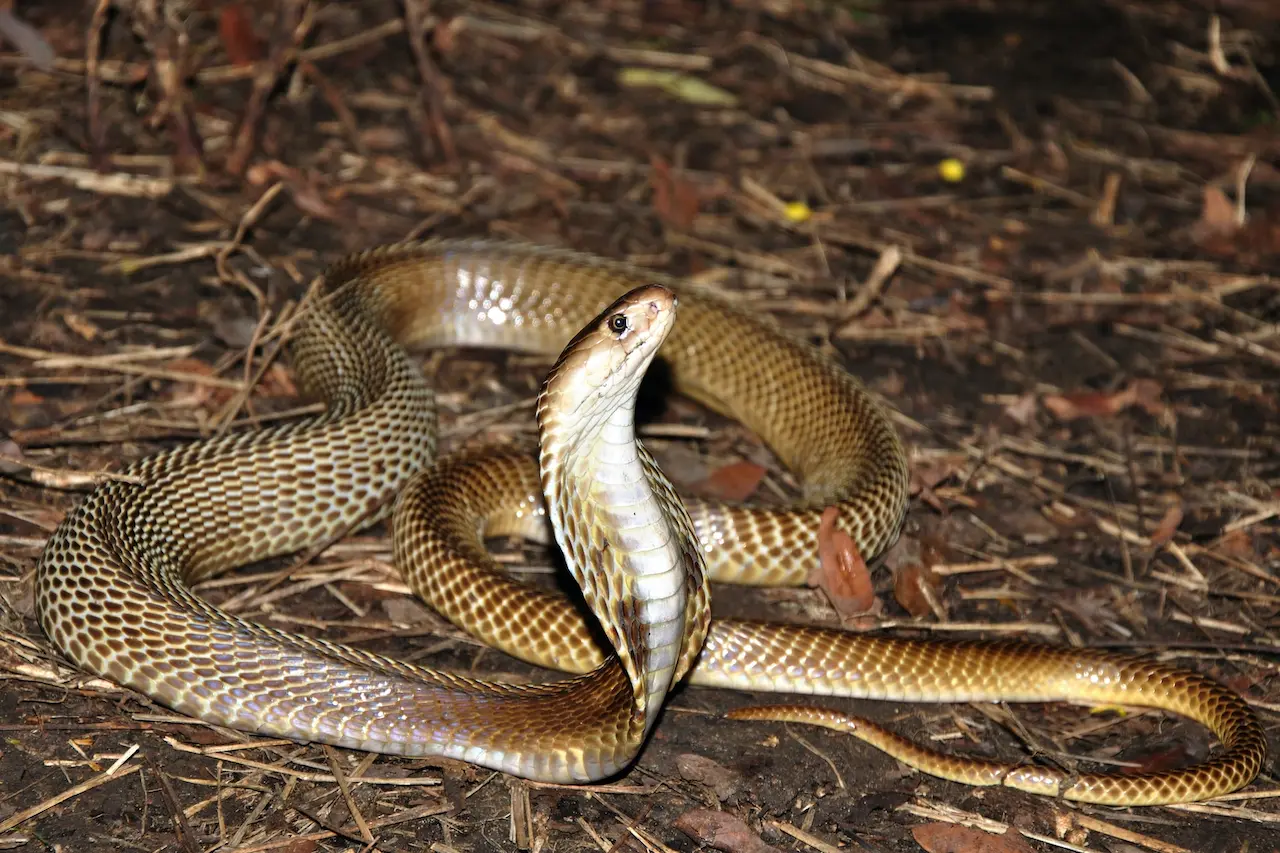 Venomous | Venomous Thailand Snakes Info | Thailand Snakes