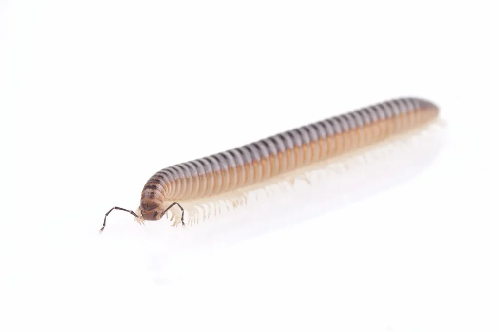 Venomous Centipedes in Thailand