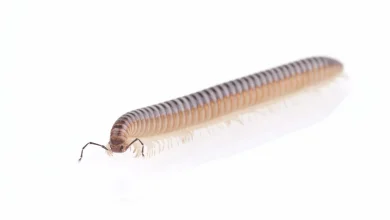 Venomous Centipedes in Thailand