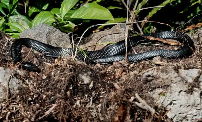 The Venomous Malaysia Snakes On The Soil