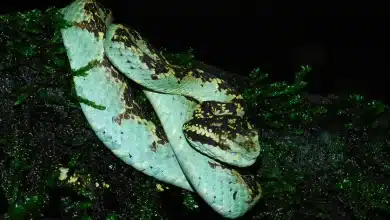Green Snake on the Tree Venomous Snakes