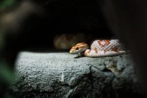 Venomous Snakes in Thailand