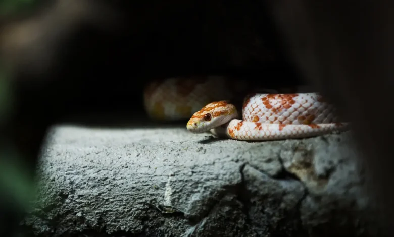 Brown And White Venomous Snakes in Thailand