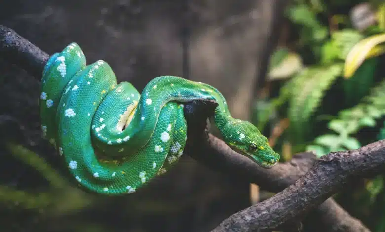 Green Snake on the branch Venomous Snakes in the United States