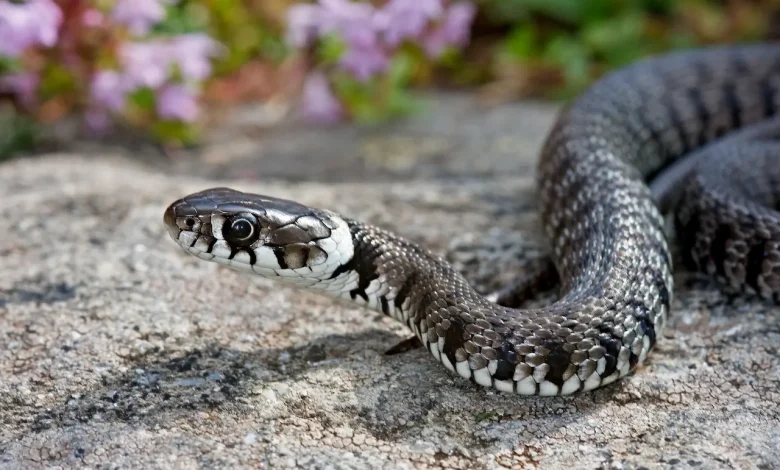 Black Snake on the Ground Venomous Snakes of Hong Kong