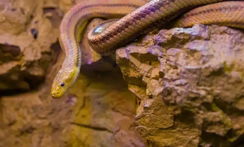 Snake on the Rock Venomous Snakes of Japan