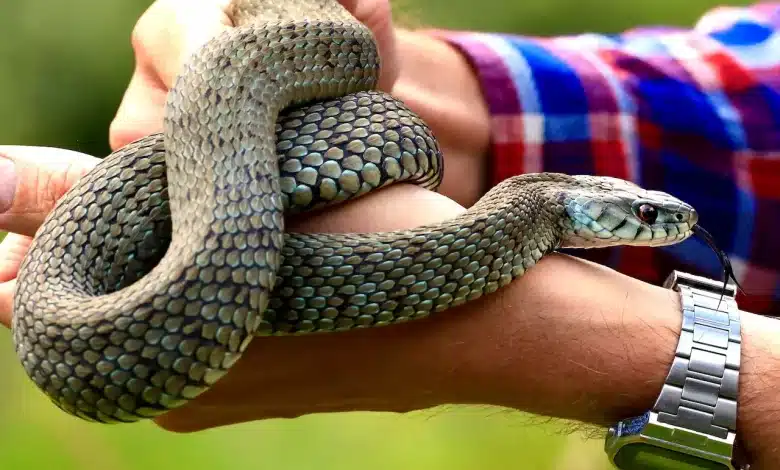 The Venomous and Non-Venomous Snakes Indian Snake