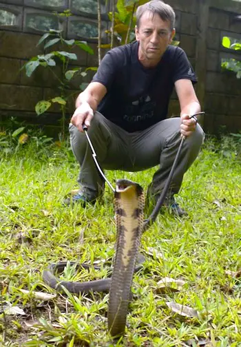 A small 2 meter long king cobra demonstration after a rescue from a net in a lake.