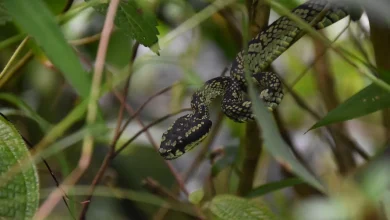 Wagler's Pit Viper hiding on the leaves
