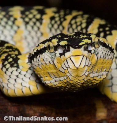 The female Wagler's Pit Viper (T. wagleri) has a complicated pattern that is hard to describe. They also have a lot of color variation between snakes.