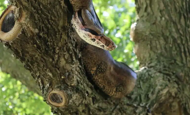 Snake in the Tree Weekend Field Trips July to October