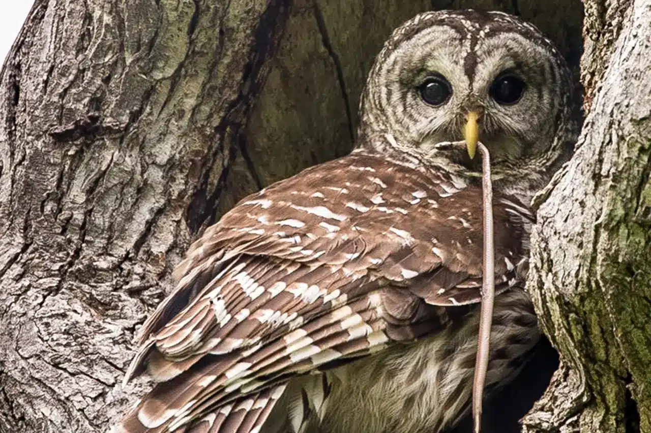 What Are Snakes Afraid Of? Snake Information Thailand Snakes