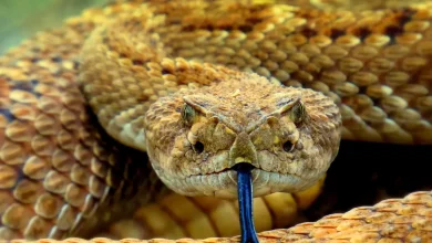 A Sidewinder Rattlesnake What Are the Fastest Snakes