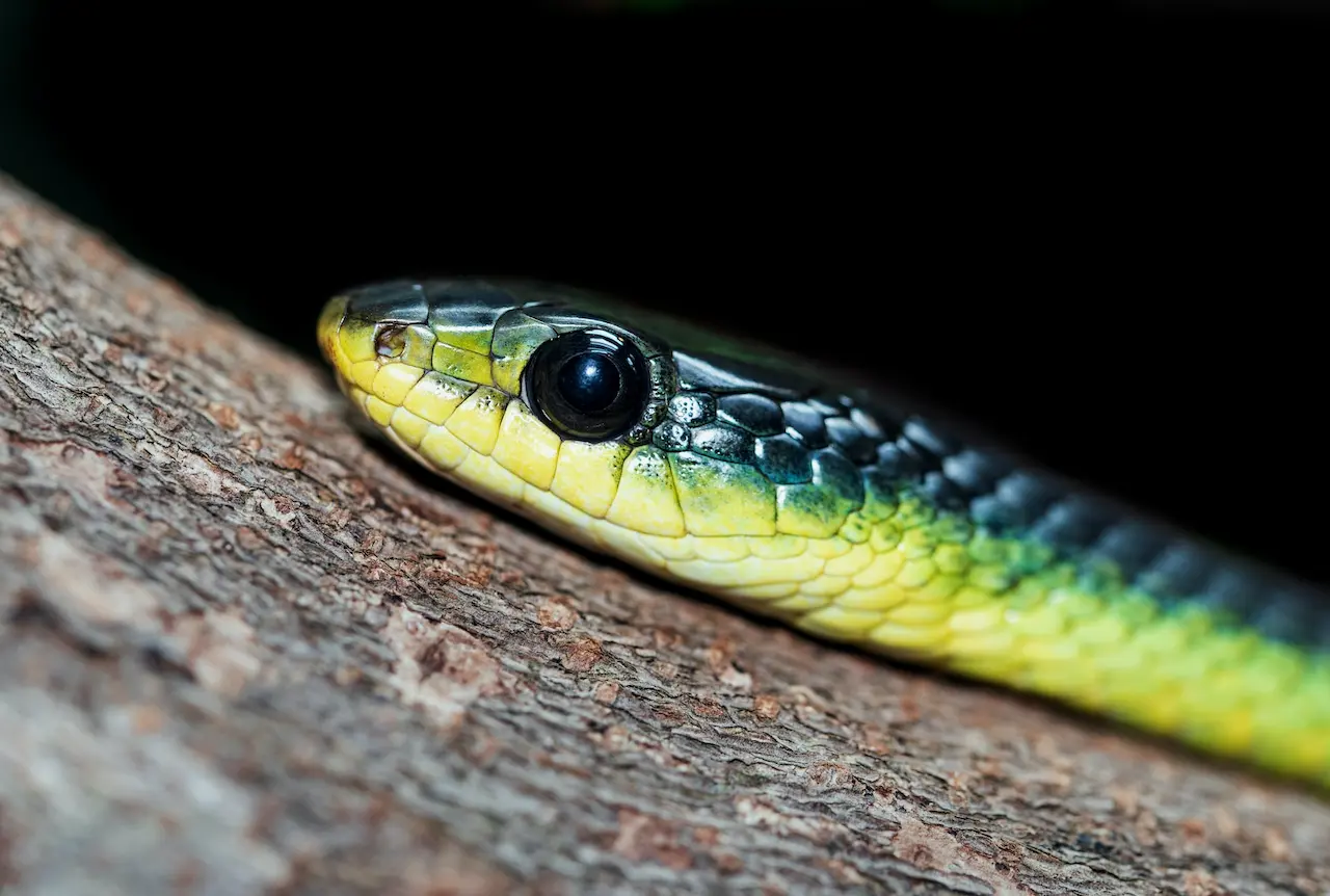 Green Snakes, Thailand Index and Information