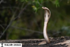What is Field Herping for Snakes