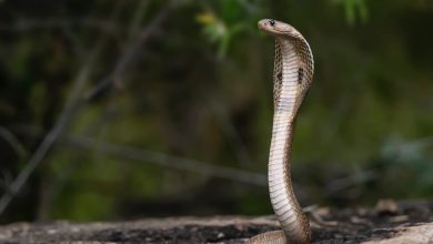 What is Field Herping for Snakes