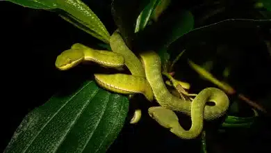 A Siamese viper Which Snake Venom Can Shrink Your Testicles