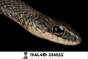 White-Bellied Rat Snake Ptyas Fusca