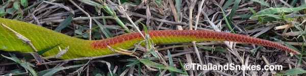 The White-lipped Pit Viper (T. albolabris) has an obvious reddish-brown tail.