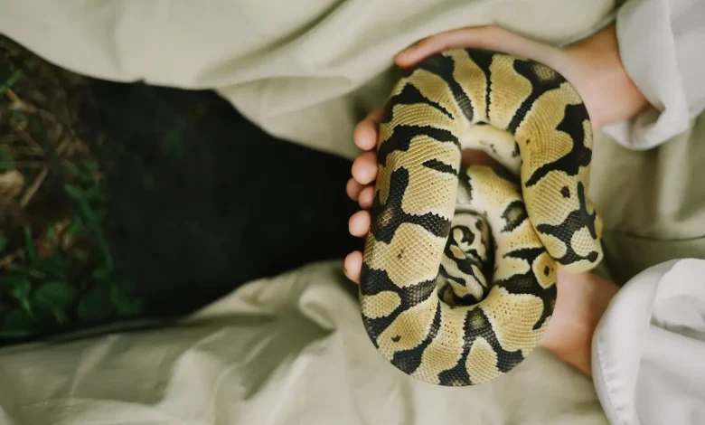 Why Are Snakes So Interesting Holding Snake In The Palm Of Hands