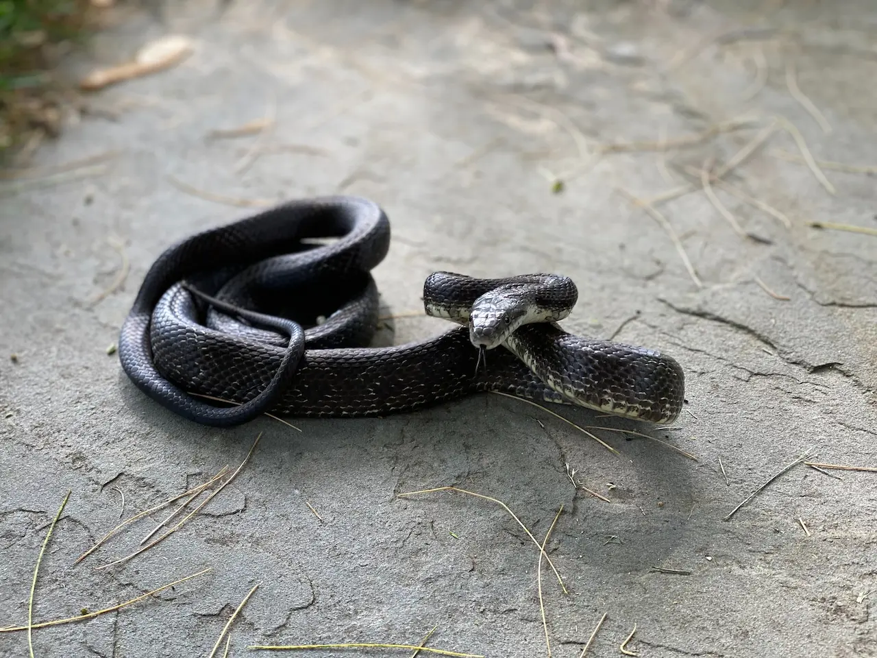 Snake catcher frees keelback snake - Good Morning America