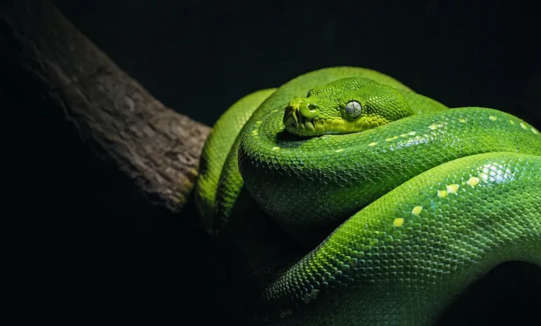 Worldwide Snake Identification A Green Snake