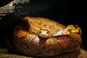 Yellow Spotted Keelback